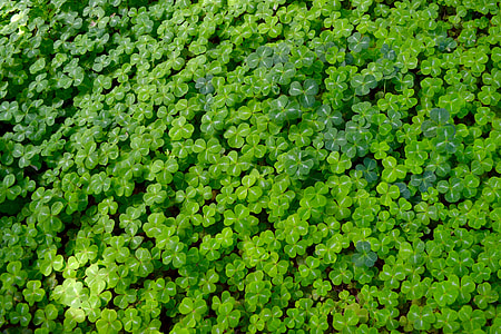 green clover field thumbnail