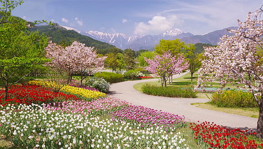flower garden at daytime thumbnail