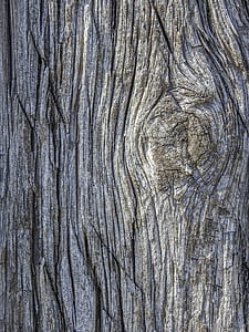 gray tree bark thumbnail
