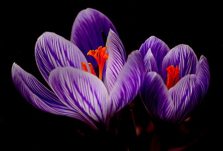 purple and red flowers thumbnail