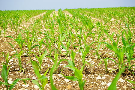 green corn plants at daytime thumbnail