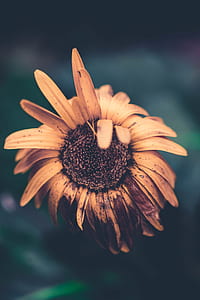 tilt shift lens photography of orange flower thumbnail