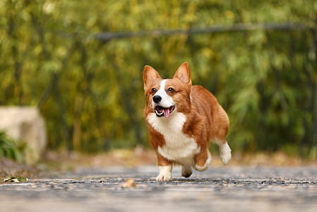 white and brown Pembroke welsh corgi running on gray ground at daytime thumbnail