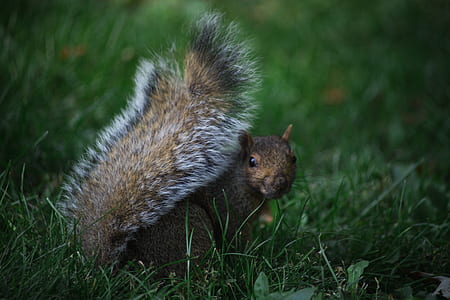 squirrel on green grass thumbnail