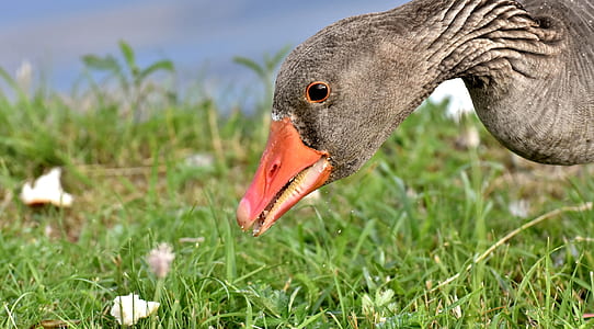close-up photo of goose standing on green grass thumbnail