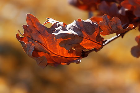 selective-focus photography of maple leaf thumbnail