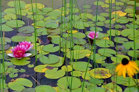 three pink water lily flowers thumbnail