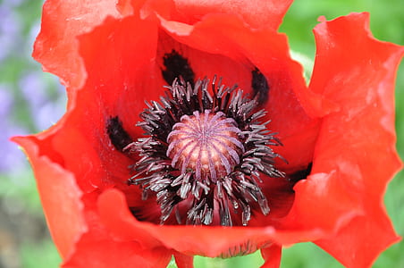 red poppy flower in macro photography thumbnail