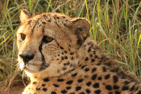 cheetah on grass field thumbnail