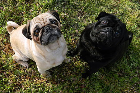 fawn pugg puppies thumbnail