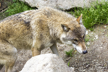 gray wolf thumbnail