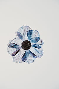 whitey and blue petaled flower thumbnail