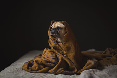Canine Staying Cozy Photo thumbnail