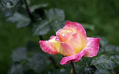 yellow and pink rose flower thumbnail