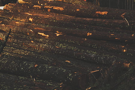 wood, logs, wooden logs thumbnail