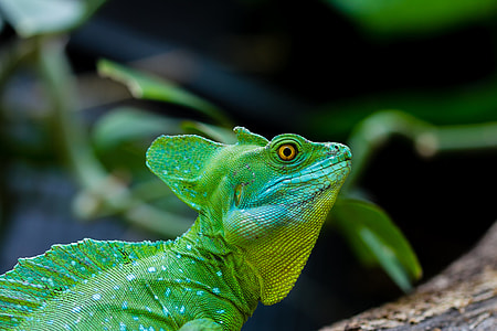 close up photo of green iguana thumbnail