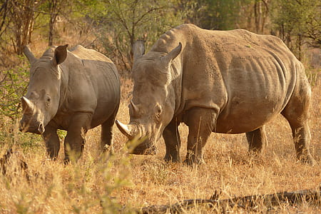 two gray rhinoceros on beige field thumbnail