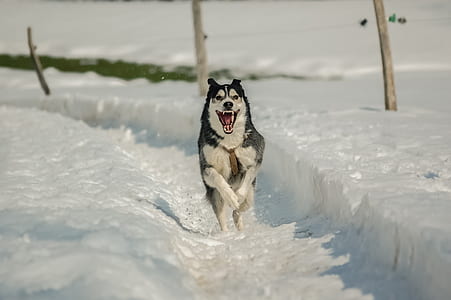 dog on covered snow mountain thumbnail