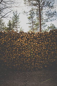 chopped tree logs during daytime thumbnail