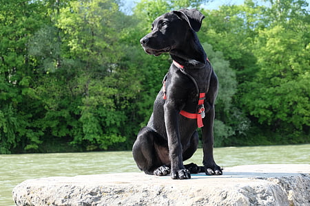 short-coated black dog sitting on rock near body of water during daytime thumbnail