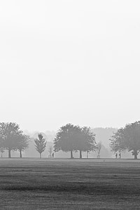 landscape photo of a trees thumbnail