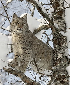 shallow focus photography of gray lynx thumbnail