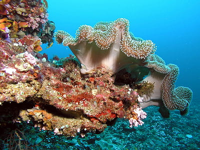 sea anemone underwater thumbnail