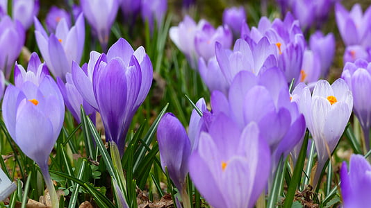 close-up photography of purple flowers thumbnail