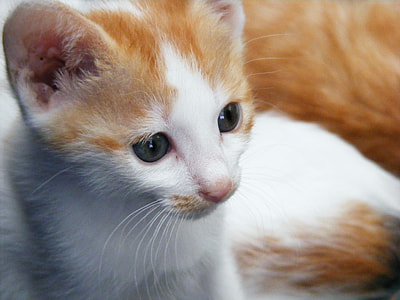 orange and white tabby kitten closeup photography thumbnail