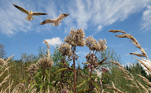low angle photo of two birds flying under blue sky thumbnail