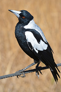 black and white crow thumbnail