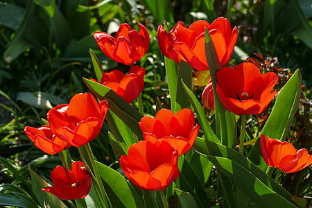 blooming red petaled flowers thumbnail