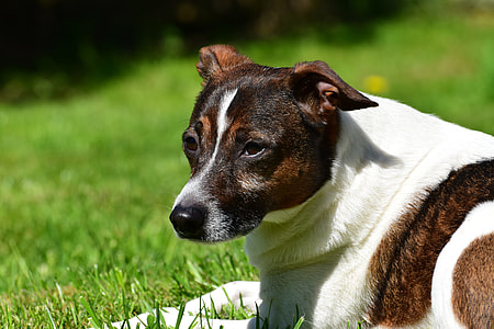 close-up photo of white and brown dog thumbnail