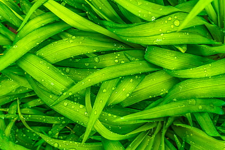 water drops on leaves thumbnail