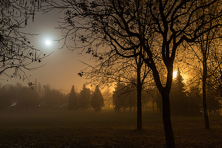 silhouette of bare trees thumbnail