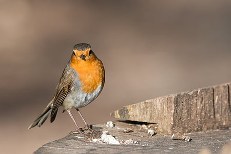 shallow focus photography of yellow and gray bird thumbnail
