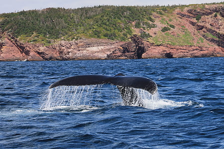 black whale diving on body of water during daytime thumbnail