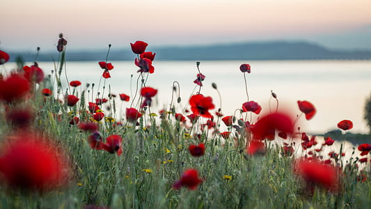 selective focus photography of red poppy flower field thumbnail
