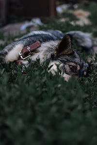 short-coated brown and black dog lying on green grass field thumbnail