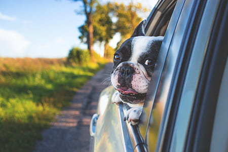 black and white Boston terrier looking outside thumbnail