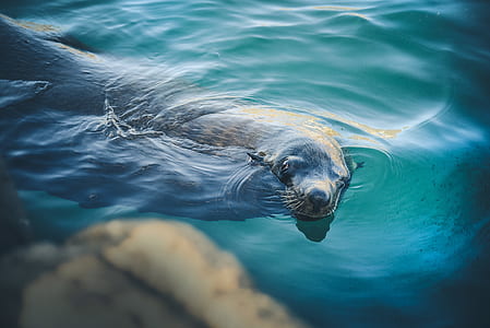 black seal under body of water thumbnail