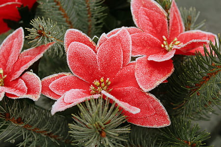 macro photography of red petaled flowers thumbnail