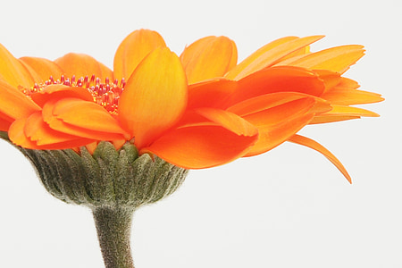 focus photo of orange flowers illustration thumbnail