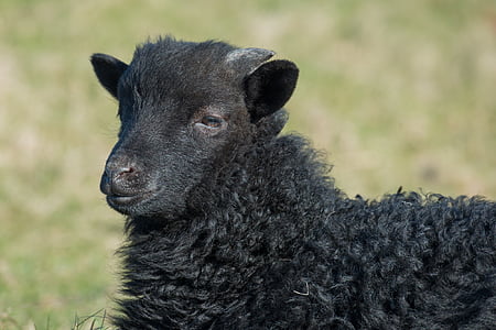 close-up photo of black goat kid thumbnail