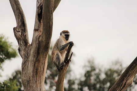 monkey on tree thumbnail