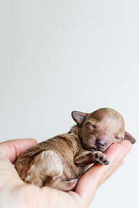 short-coated brown puppy thumbnail
