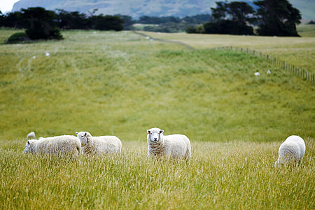 four white sheeps on green grass field thumbnail