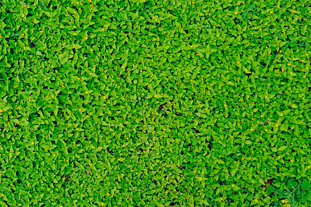 green plants thumbnail