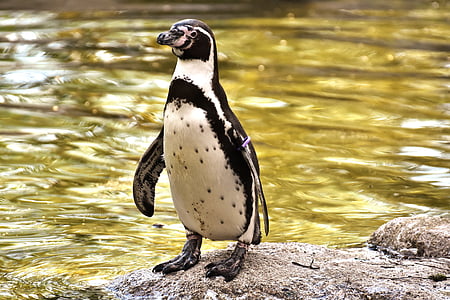 penguin on rock thumbnail