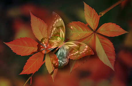 brown and multicolored swallowtail butterfly perched on red leaf closeup photography thumbnail